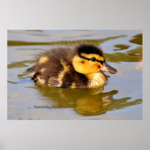 Baby Duckling i dammen Poster