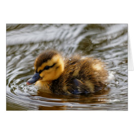 Baby Duckling Paddles in Local Pond Hälsningskort