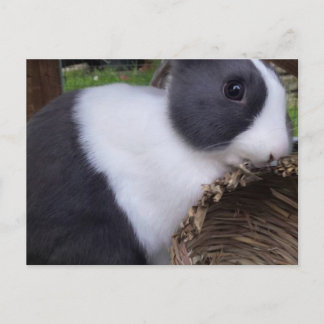 Baby Dutch Rabbit Bunny Postcard Vykort