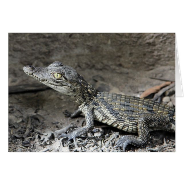 Baby dvärgkrokodil hälsningskort (Framsidan Horizontal)