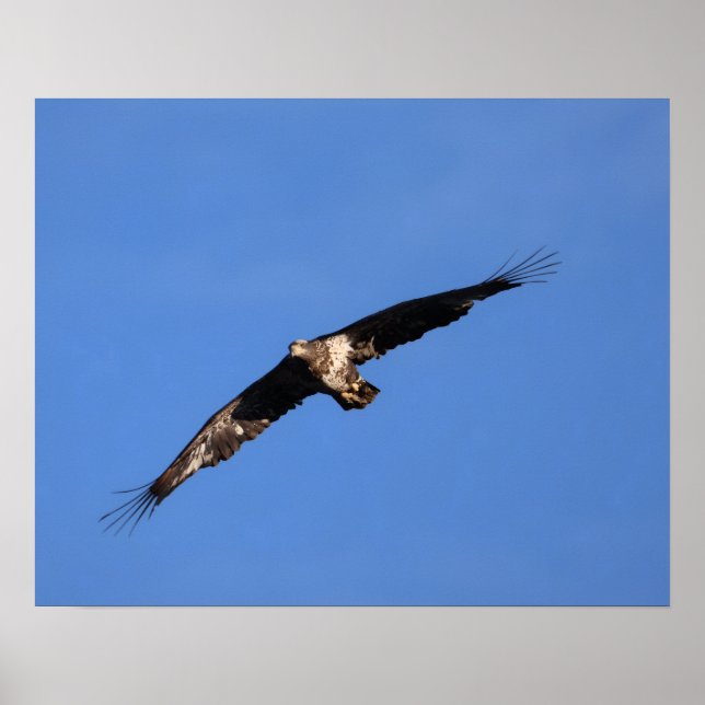 Baby Eagle of South Jersey! Poster (Framsidan)