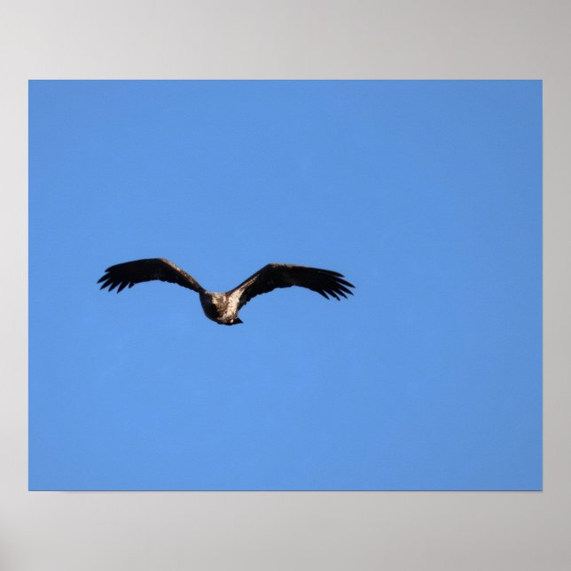 Baby Eagle! Poster (Framsidan)