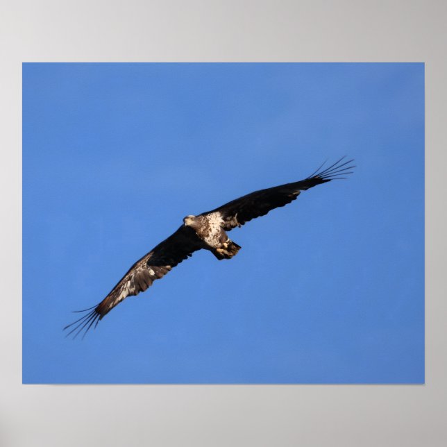 Baby eagle! poster (Framsidan)