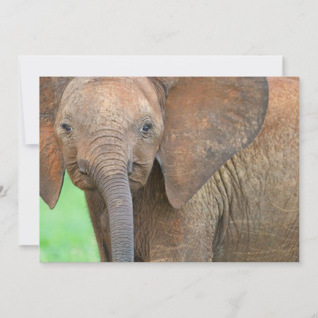 Baby elefant (Framsida)