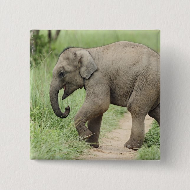 Baby Elefant följer efter modern,Corbett Knapp (Framsida)