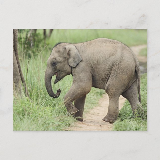 Baby Elefant följer efter modern,Corbett Vykort (Framsida)
