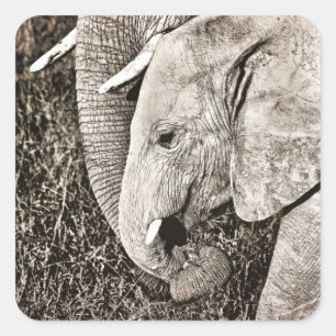 Baby elefant fyrkantigt klistermärke
