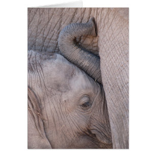 Baby Elefant Knuffar Hälsningskort
