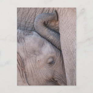 Baby Elefant Kramar Vykort