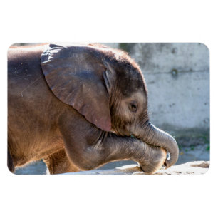 Baby Elefant Magnet