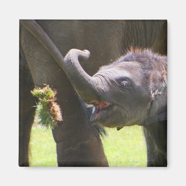 Baby elefant magnet (Framsidan)