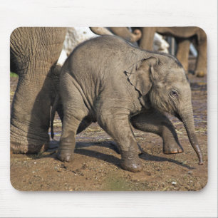 Baby elefant musmatta
