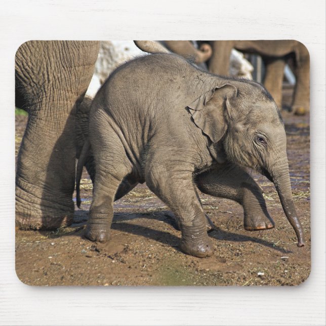 Baby elefant musmatta (Framsidan)
