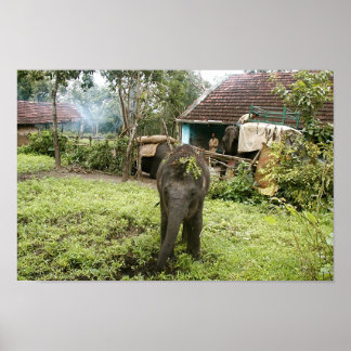 baby elefant poster