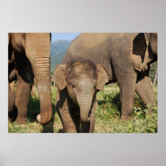 Baby elefant poster