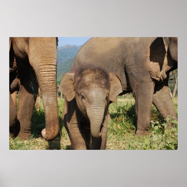 Baby elefant poster (Framsidan)