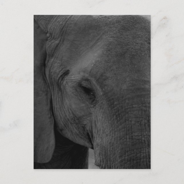 Baby elefant vykort (Framsida)