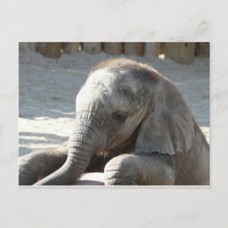 baby elefant vykort