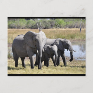 Baby Elephant and Family Post Card Vykort