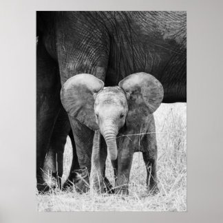 Baby Elephant Black and White Wildlife Poster