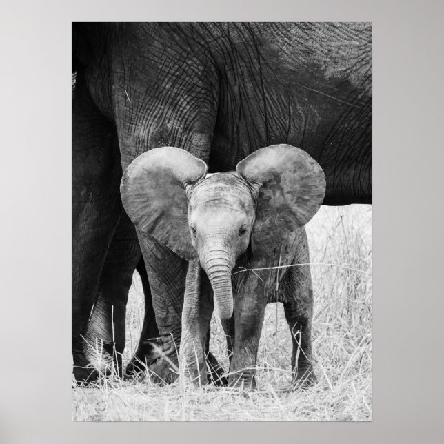 Baby Elephant Black and White Wildlife Poster (Framsidan)