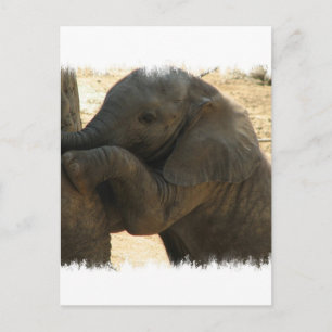 Baby Elephant Card Vykort