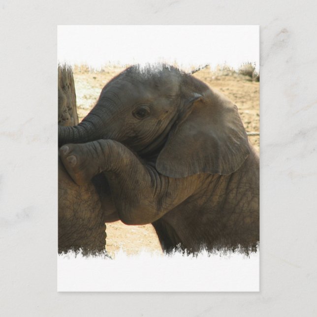 Baby Elephant Card Vykort (Framsida)
