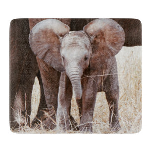 Baby Elephant Cute African Elephant med Mamma