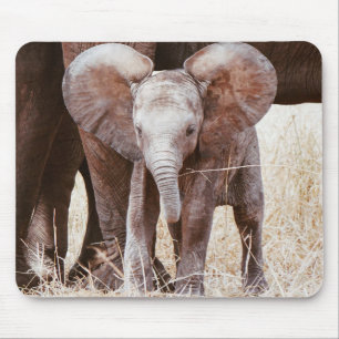 Baby Elephant Cute African Elephant med Mamma Musmatta