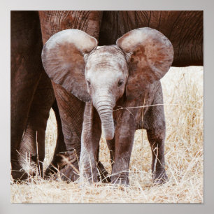 Baby Elephant Cute African Elephant med Mamma Poster