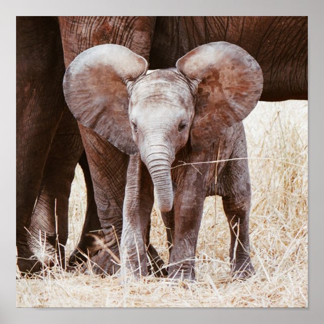 Baby Elephant Cute African Elephant med Mamma Poster (Framsidan)