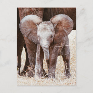 Baby Elephant Cute African Elephant med Mamma Vykort