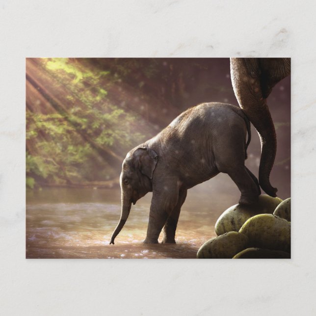 Baby Elephant Drinking Vatten Photo Vykort (Framsida)