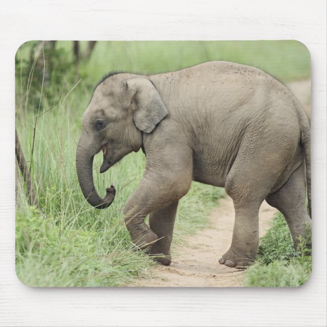 Baby Elephant efter mor,Corbett Musmatta (Framsidan)