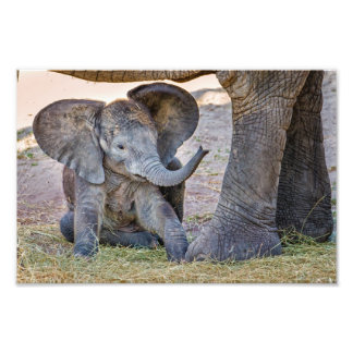 Baby Elephant Fototryck