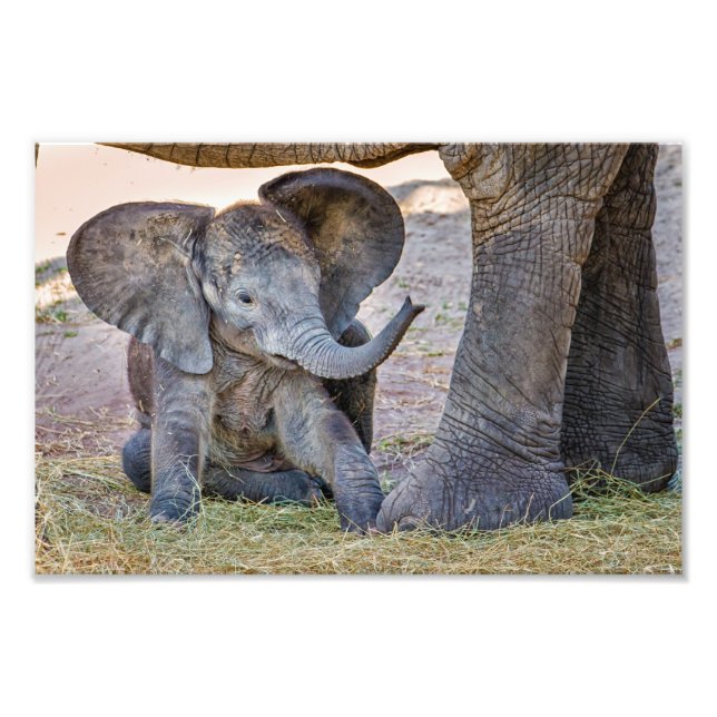 Baby Elephant Fototryck (Framsidan)