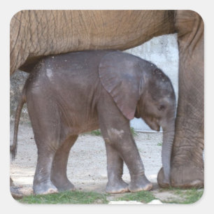 Baby Elephant Fyrkantigt Klistermärke