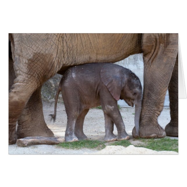 Baby Elephant Hälsningskort (Framsidan Horizontal)