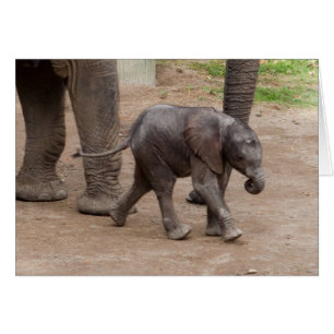 Baby Elephant Hälsningskort