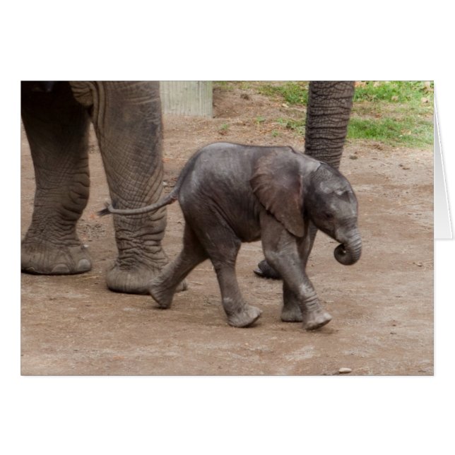 Baby Elephant Hälsningskort (Framsidan Horizontal)