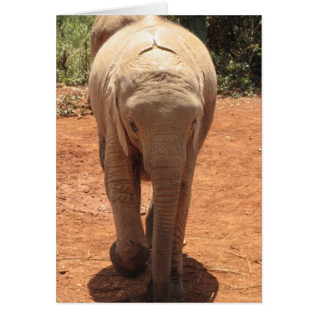 Baby Elephant Hälsningskort (Framsidan)
