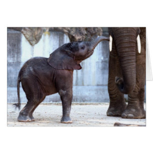 Baby Elephant Hälsningskort