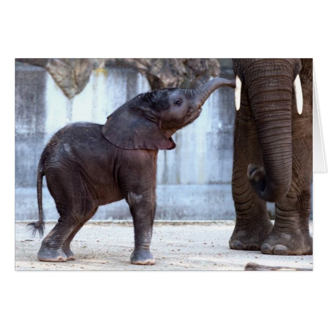 Baby Elephant Hälsningskort (Framsidan Horizontal)