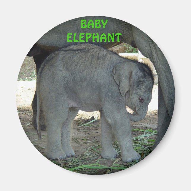 Baby Elephant Magnet (Framsidan)