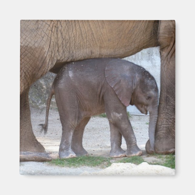 Baby Elephant Magnet (Framsidan)