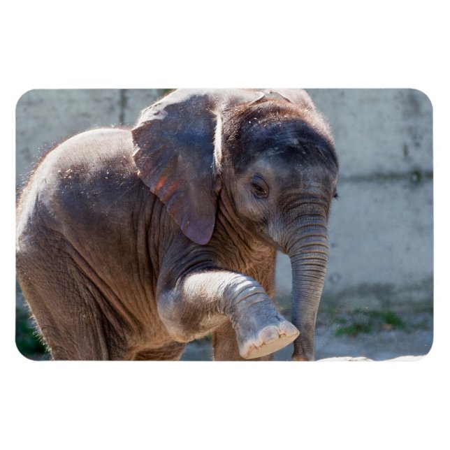 Baby Elephant Magnet (Horisontell)