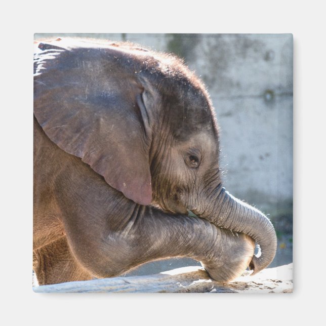 Baby Elephant Magnet (Framsidan)