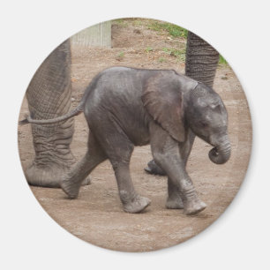 Baby Elephant Magnet