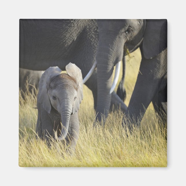 Baby Elephant Magnet (Framsidan)