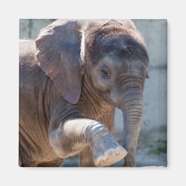 Baby Elephant Magnet (Framsidan)